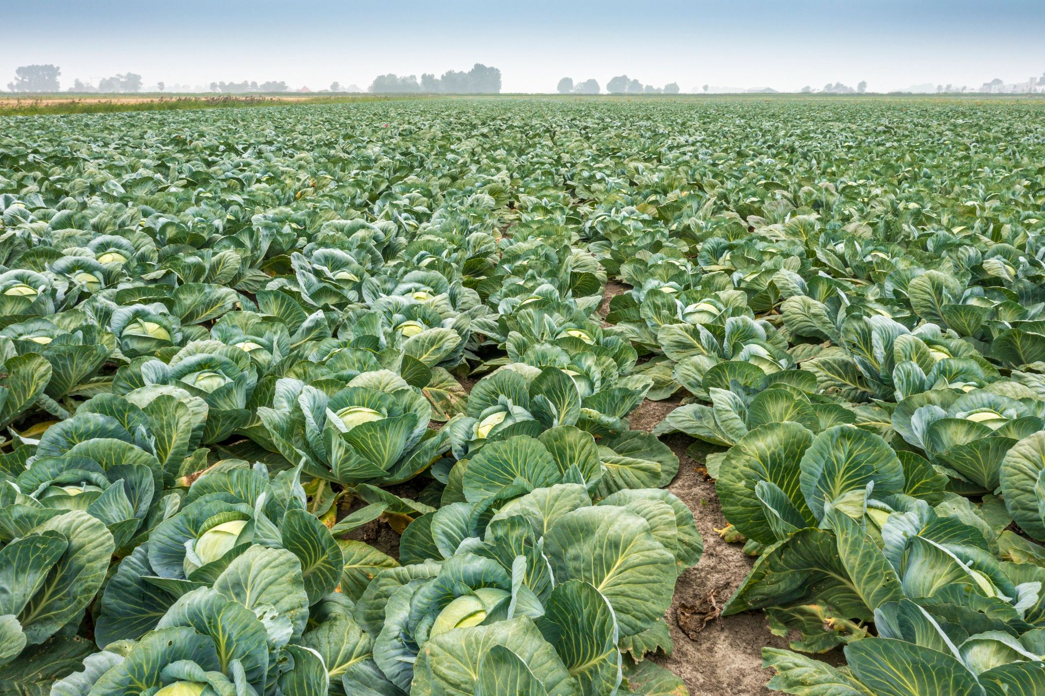 Cabbage growing in a field